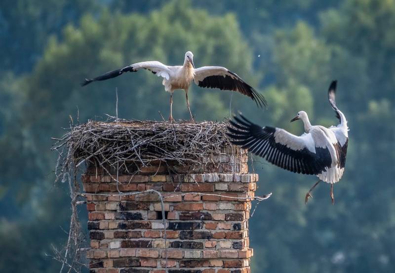 Professional Chimney Animal Removal Services in Lawndale, California